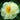 Wholesale Peonies for Fall Shipping