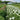 Fall Planting for Spring Blooms: Orlaya