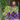 WATCH: How to Grow Cool Season Annuals