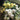 WATCH Lisianthus Live