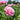 Compare Peony Cultivars by Bloom Time, Color, and Fragrance