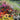 25% Off Vernalized Garden Perennials