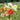 Fall Planting for Spring Blooms