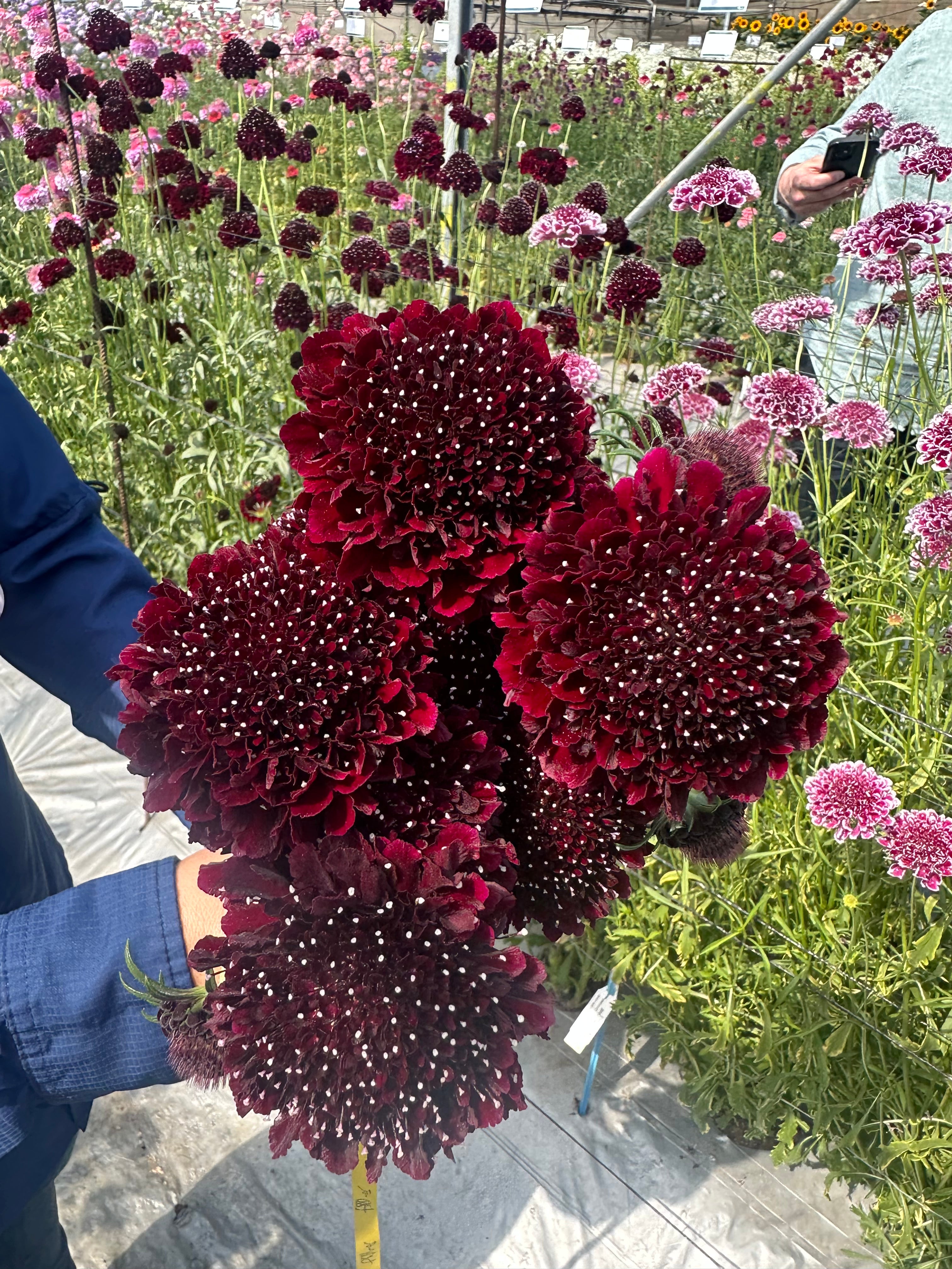 Candy Scoop Scabiosa