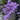 Limonium & Statice for Spring 2025