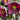 Cultivating Winter with Helleborus Gold Collection