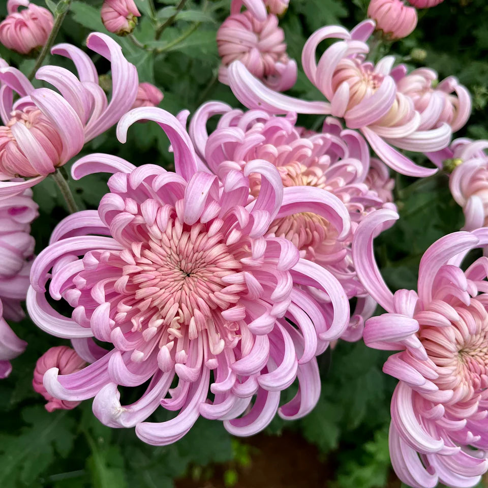 Heirloom Chrysanthemum Growing Guide Farmer Bailey Inc.