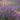 Lavender for Cutting and Pot Plants