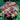 Shop Fall-Shipped Perennials on September 1
