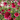 WATCH: Growing Scoop Scabiosa, Veronica, Gypsophila & More