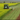 Growing Mustard as a Biofumigant for Fusarium
