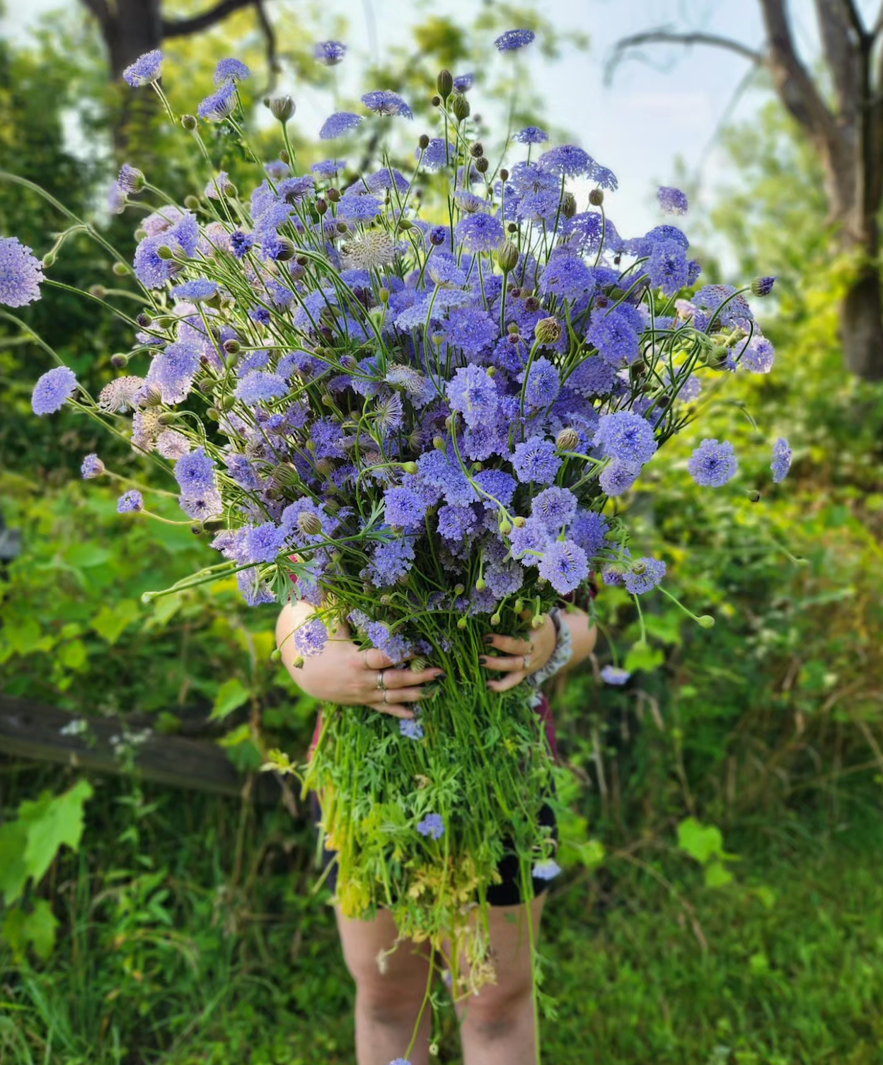 Didiscus flower online