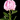 Grow Your Business with Premium Peonies