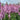 WATCH: Flower Quality on Instagram Live