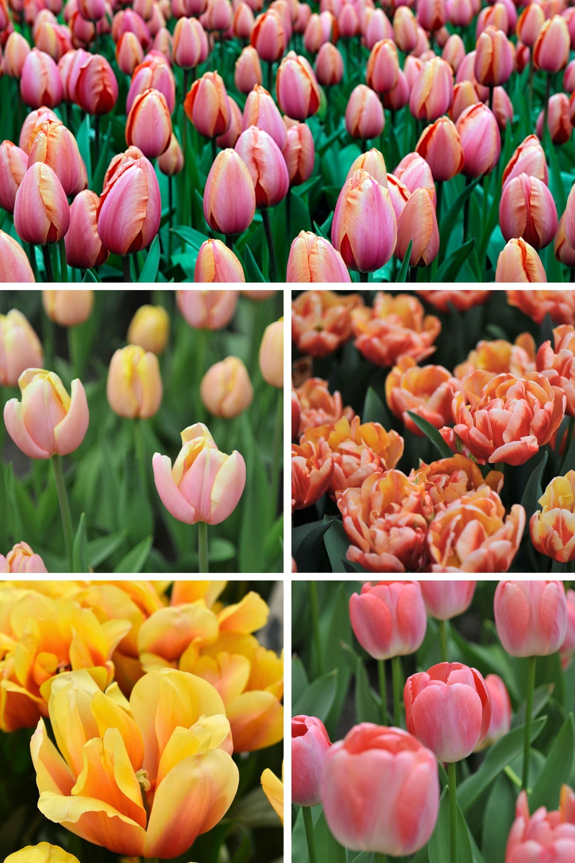 NEW: Dutch Tulip Bulbs Mixed Crates – Farmer Bailey Inc.