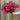 Watch "Growing Mums for Cuts" Video