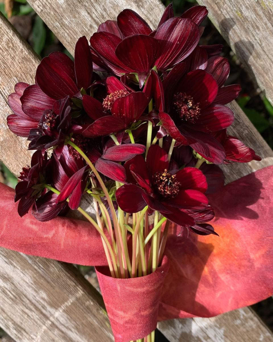 thumbnail image 2 of Chocolate Cosmos Flower Seeds 100pcs Summer Aroma 2 of 14