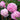 Peony Monsieur Jules Elie (3/5 eye, 50 roots)