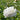 Peony Mother's Choice (3/5 eye, 50 roots)