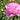 Peony Monsieur Jules Elie (3/5 eye, 50 roots)
