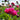 Peony Red Sarah Bernhardt (3/5 eye, 50 roots)