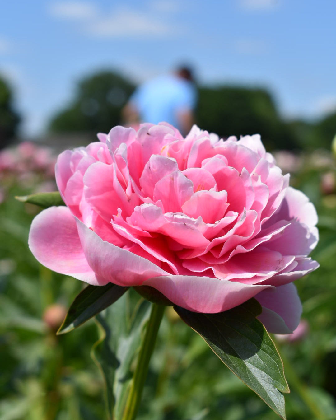 perce wheel l tarp peony Peony Sarah Bernhardt (3/5 eye, 50 roots) – Farmer Bailey Inc