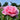 Peony Sarah Bernhardt (3/5 eye, 50 roots)