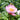 Peony Soft Salmon Saucer (3/5 eye, 50 roots)