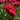 Peony Command Performance (3/5 eye, 50 roots)