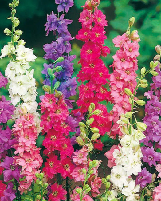 larkspur qis rose seeds Larkspur QIS – Farmer Bailey Inc