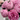 Peony Dr. Alexander Fleming (3/5 eye, 50 roots)