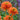 Echinacea ‘Colorburst Orange’ (36 cell half tray)