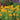 Echinacea ‘Secret Glow’(36 cell half tray)