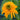 Echinacea ‘Secret Glow’(36 cell half tray)