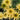 Echinacea ‘Secret Joy’ (36 cell half tray)