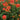Echinacea ‘Secret Lust’ (36 cell half tray)