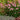 Echinacea ‘Secret Romance’ (36 cell half tray)