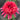 Echinacea SUPREME™ ‘Flamingo’ (36 cell half tray)