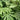 Fatsia japonica 'Spider's Web' (36 cell half tray)