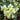 A group of Helleborus 'Honeyhill Joy' plants with large white flowers with cream centers and green foliage.