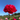 Peony Command Performance (3/5 eye, 50 roots)