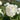Peony Mme. Claude Tain (3/5 eye, 50 roots)