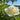 Peony Charlie's White (3/5 eye, 50 roots)