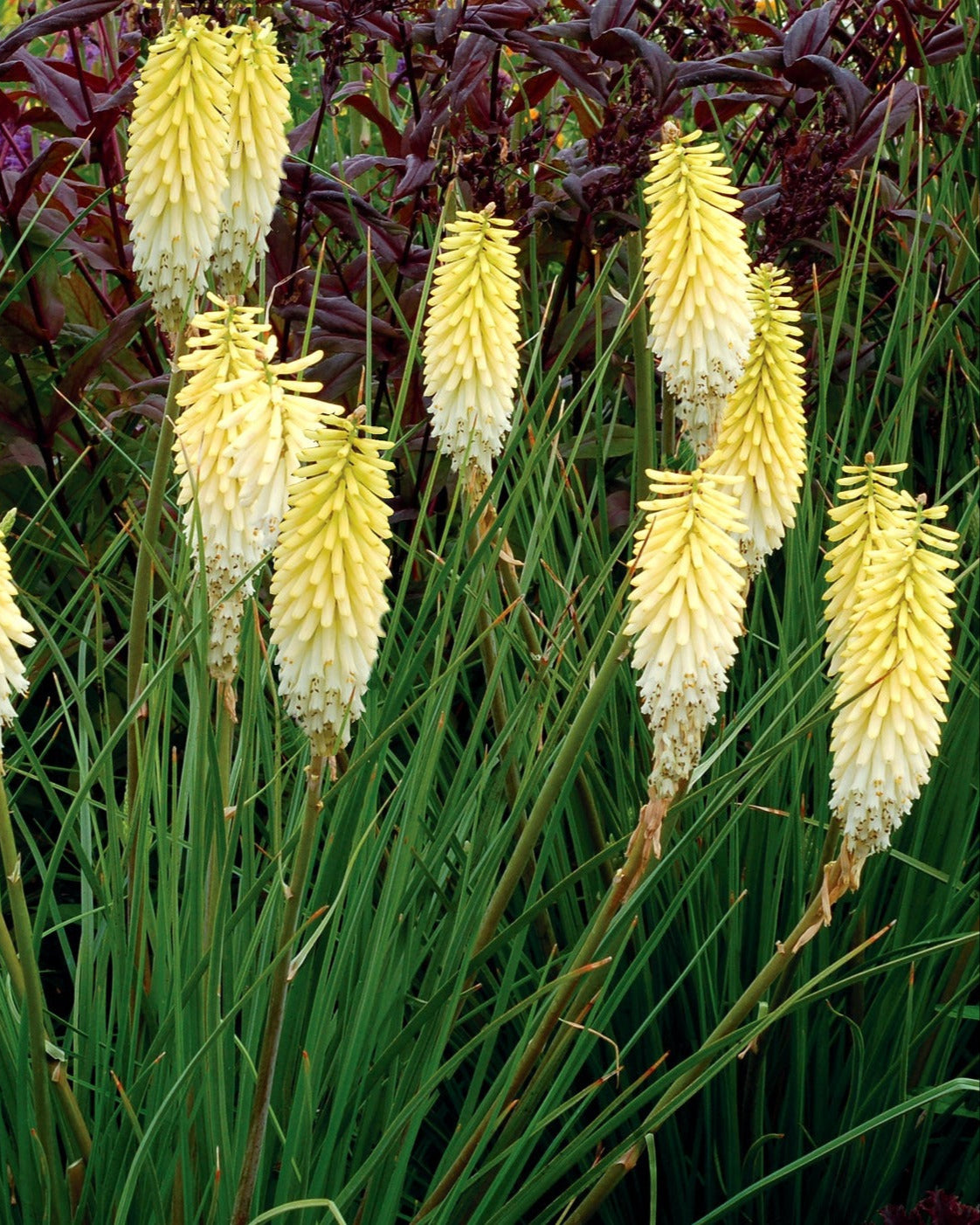 pineapple popsicle plant Kniphofia 'Pineapple Popsicle' (36 cell half tray)