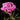 Peony Dr. Alexander Fleming (3/5 eye, 50 roots)