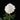Peony Mme. Claude Tain (3/5 eye, 50 roots)