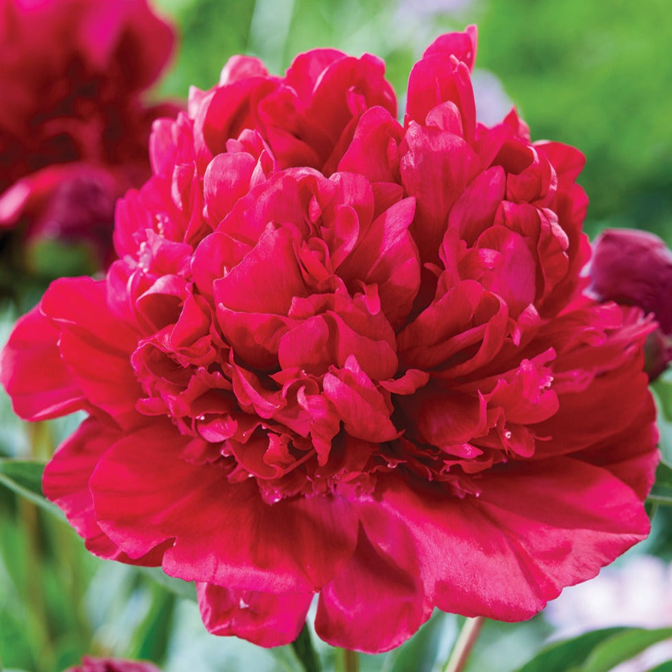 perce wheel m tarp peony Peony Paul M. Wild (3/5 eye, 50 roots) – Farmer Bailey Inc