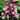 Penstemon DAKOTA™ 'Burgundy' (36 cell half tray)