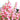 Penstemon 'Flock of Flamingos' (36 cell half tray)