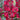 Phygelius COLORBURST™ 'Deep Red' (36 cell half tray)